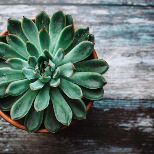 Las 10 mejores plantas para purificar el aire de tu casa y refrescar el ambiente