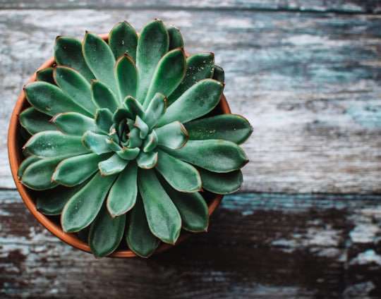 Las 10 mejores plantas para purificar el aire de tu casa y refrescar el ambiente