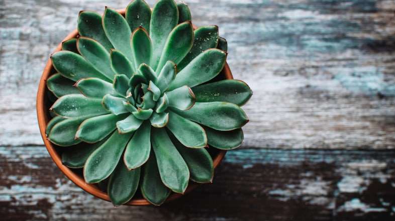 Las 10 mejores plantas para purificar el aire de tu casa y refrescar el ambiente 1 Las 10 mejores plantas para purificar el aire de tu casa y refrescar el ambiente