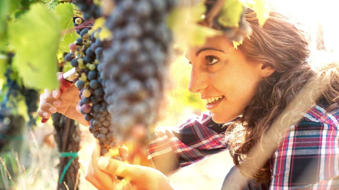 Resveratrol, el secreto antiedad