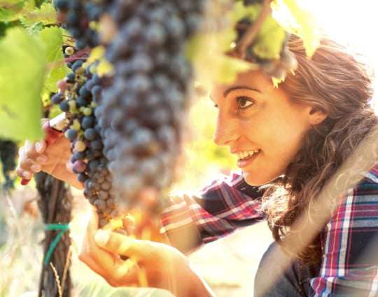 Resveratrol, el secreto antiedad