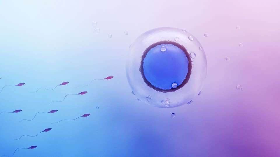 ¿Qué días son más fértiles? ¿Cómo calcular?
