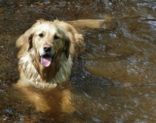 Quieres ir a la playa con tu perro, ¿Qué debes saber?
